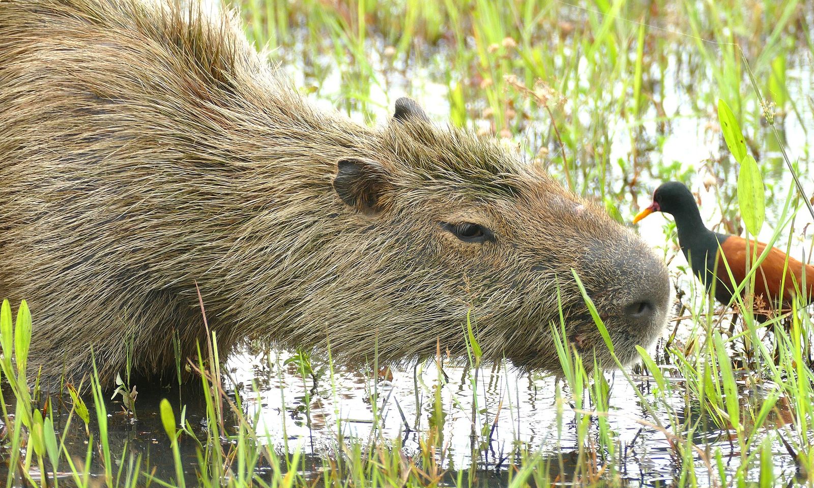 Pantanal